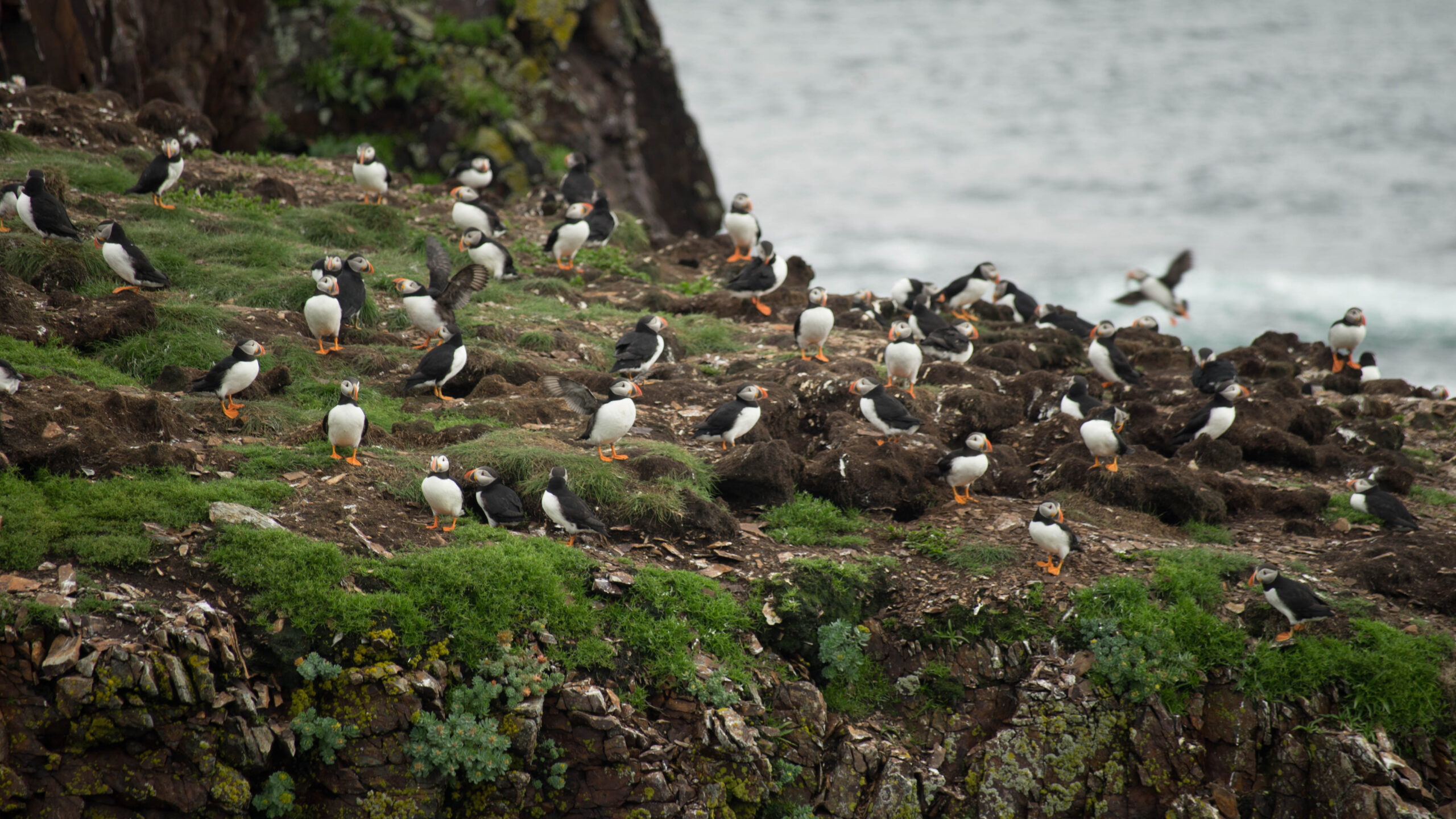 Puffins in Newfoundland
