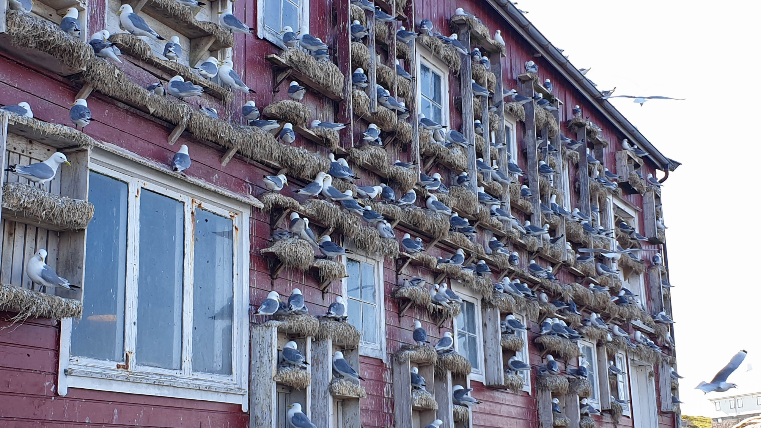 Das Mövenhotel