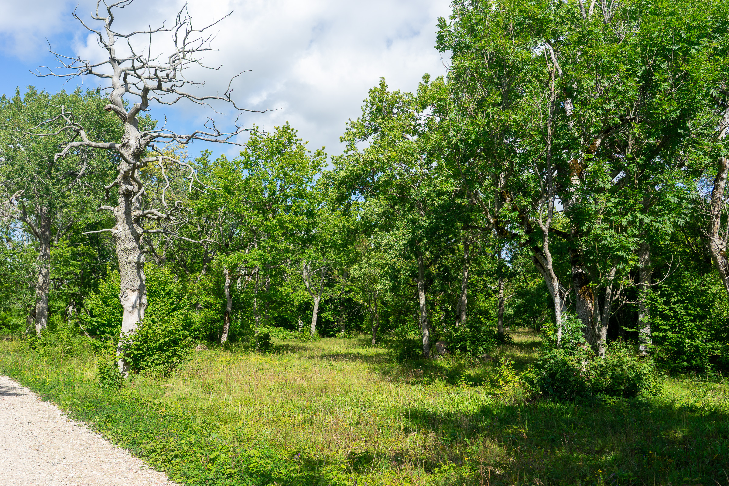 Birkenwälder sind typisch
