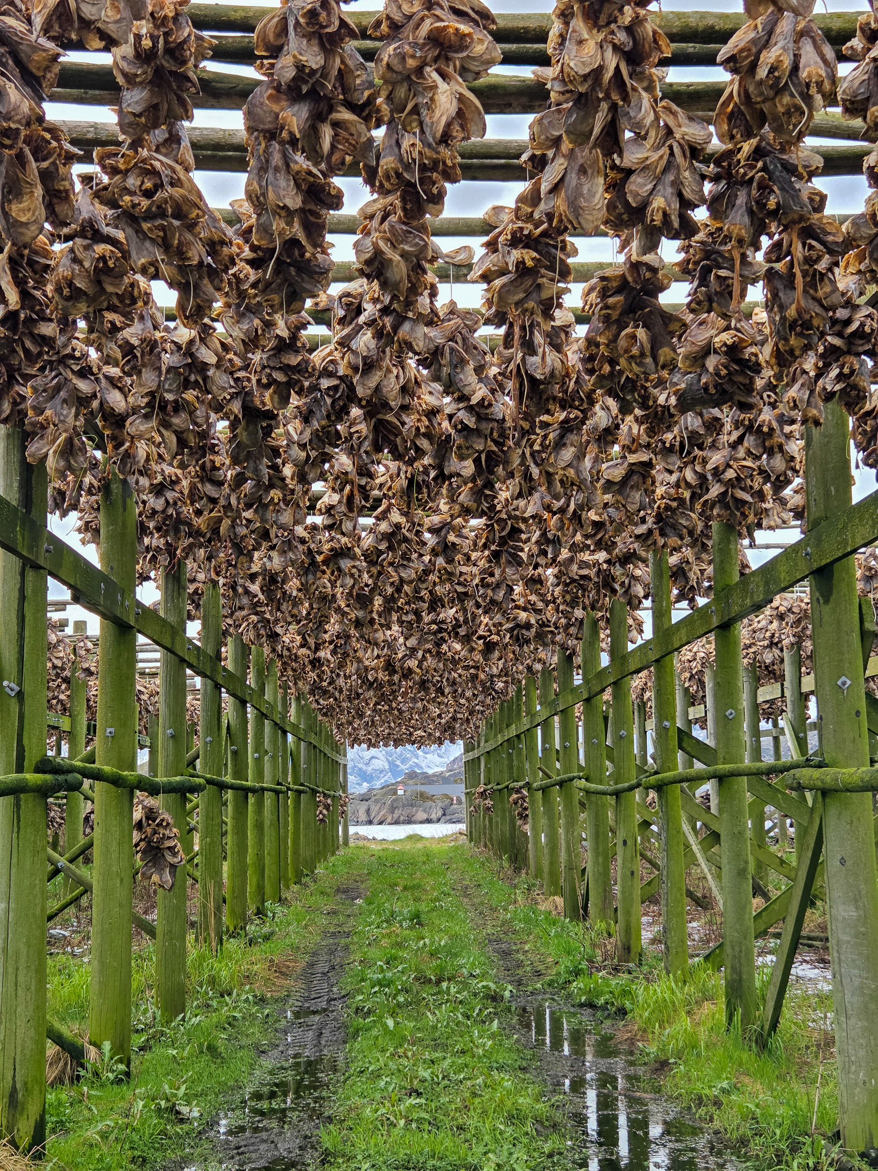 Plenty of strung-up cod heads still remained