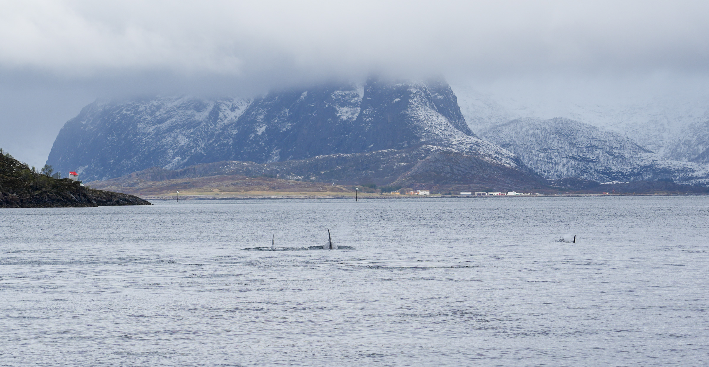 Our first orcas