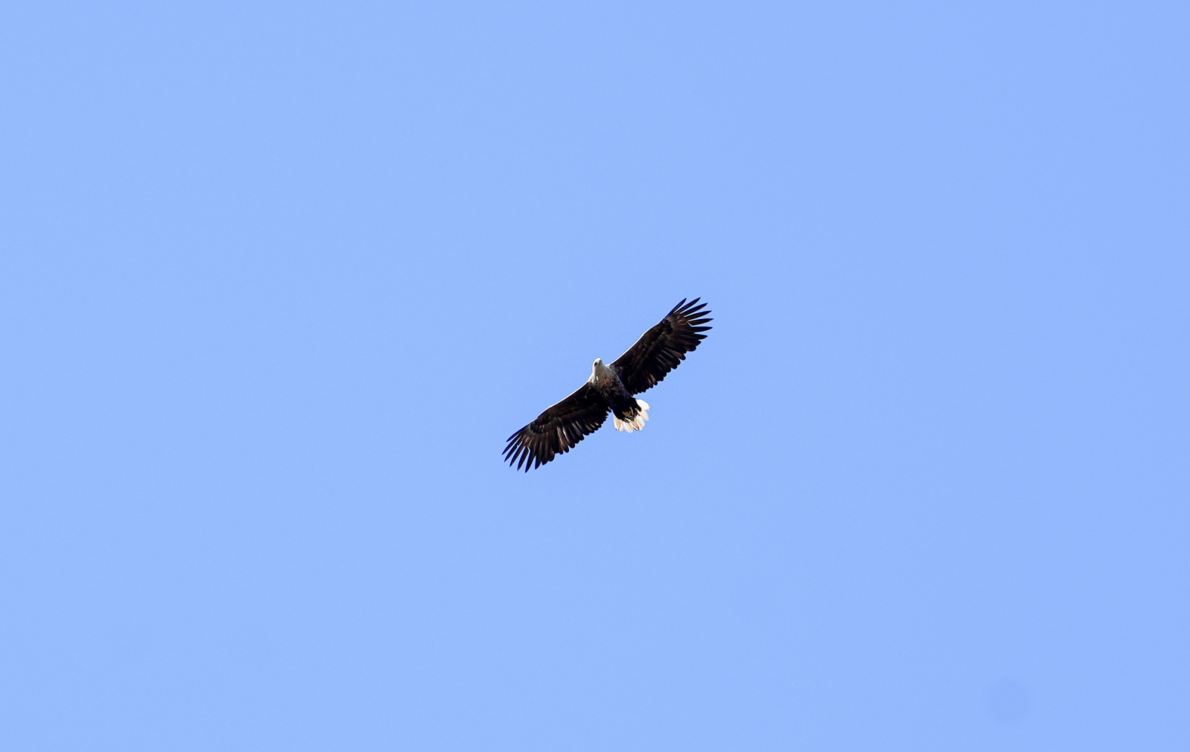 White-tailed eagle