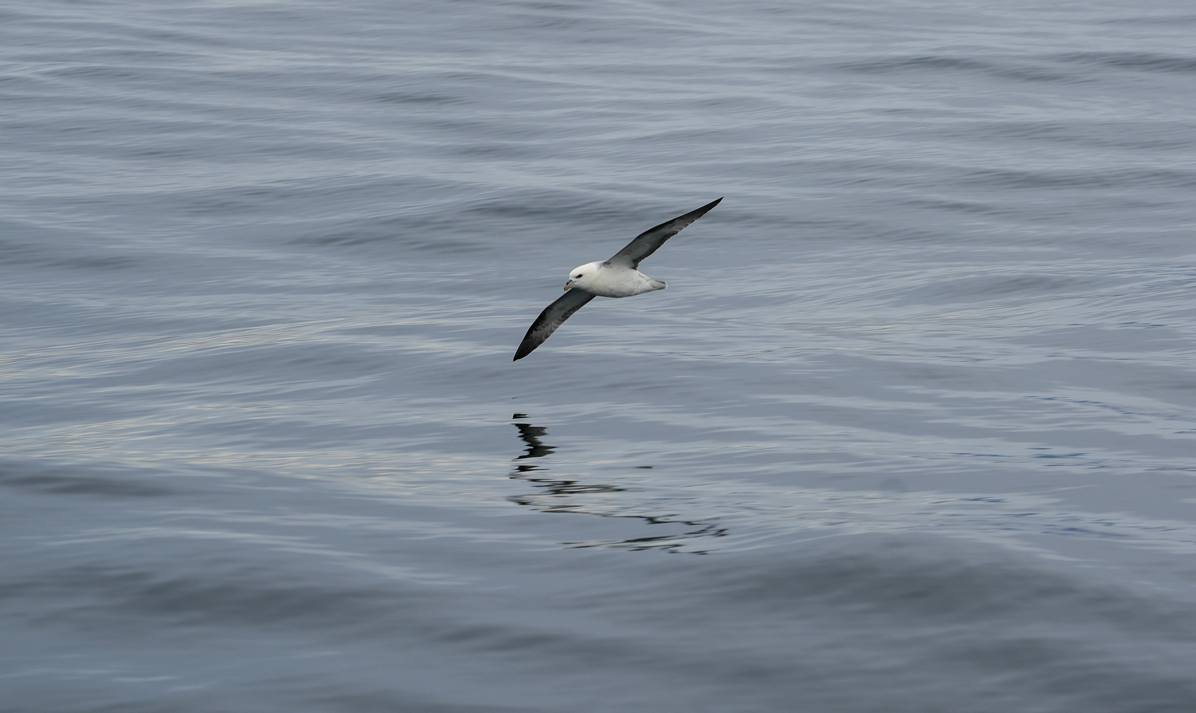 Storm Petrel