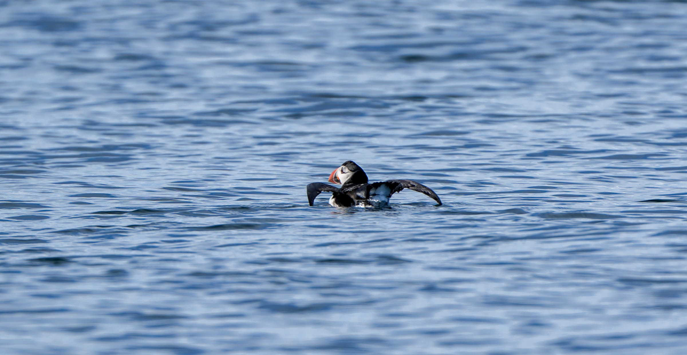 Atlantic puffin