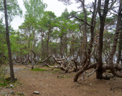 In the enchanted forest of Trollskogen