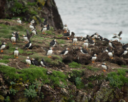 Papageientaucher auf Neufundland
