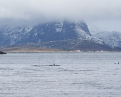 Unsere ersten Orcas