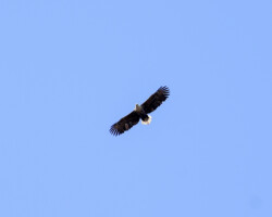 White-tailed eagle