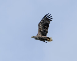 Weißschwanzseeadler