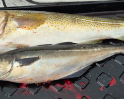 Freshly caught cod and pollack for dinner