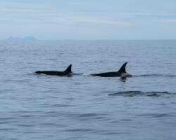 Encounter with orcas
